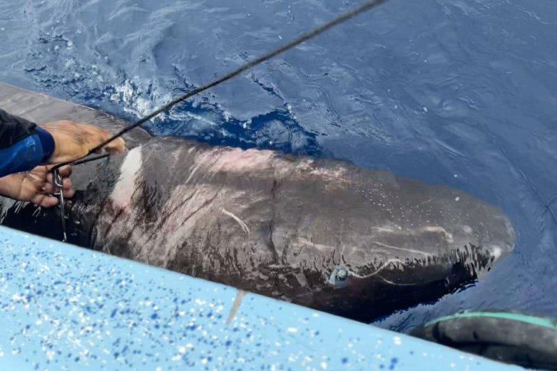 Researchers surprised by Greenland shark found in Caribbean off Belize