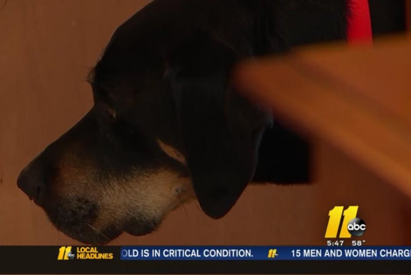 A North Carolina woman's insurance was canceled when the company saw a picture of her dog on Facebook and thought it was a "potentially dangerous" rottweiler. Screenshot: WTVD-TV