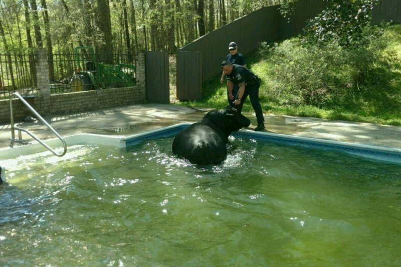 Deputies 'deal with a whole lot of bull' in backyard swimming pool