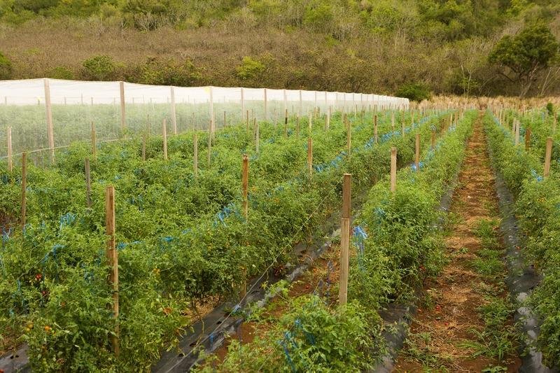 Texas cops raid farm for mariuana, only find tomatoes