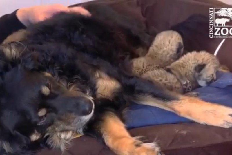 Zoo's 'nanny' dog takes over snuggle duties for orphaned cheetah cubs