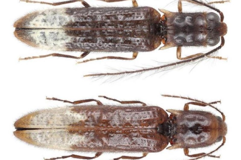 The photograph features a male, top, and female, bottom, specimens of the newly described species and genus Sinopyrophorus schimmeli. Photo by Wen-Xuan Bi/CAS
