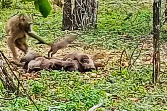 A baboon tried to steal a baby from a mongoose family. Photo courtesy of LatestSightings.com