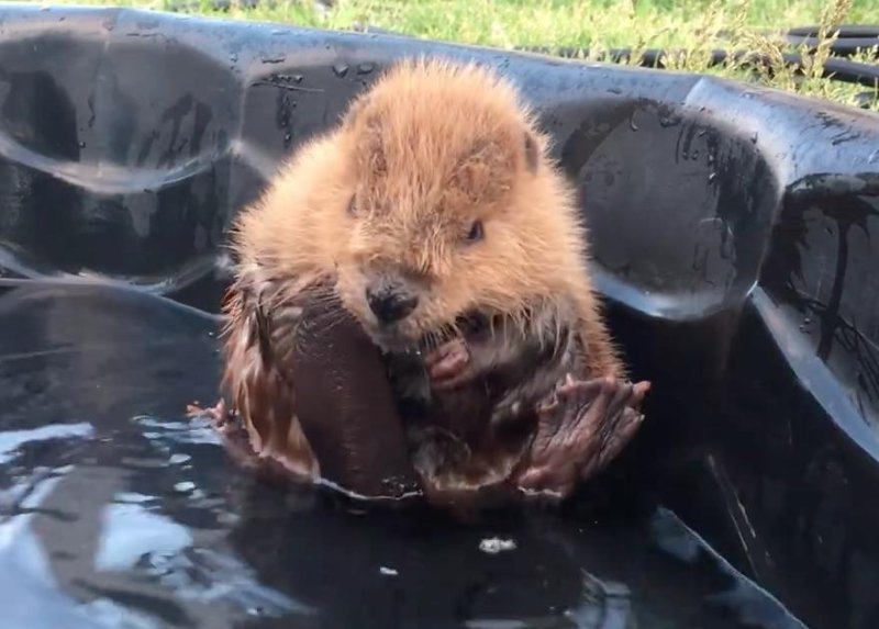 A baby beaver enjoyed some pool time after being rescued from a Calgary-area golf course. The beaver was found all alone with a wounded tail and was rescued by the Alberta Institute for Wildlife Conservation who plan to seek care for the beaver for about two to three years.  Screen capture/Alberta Institute for Wildlife Conservation/Facebook