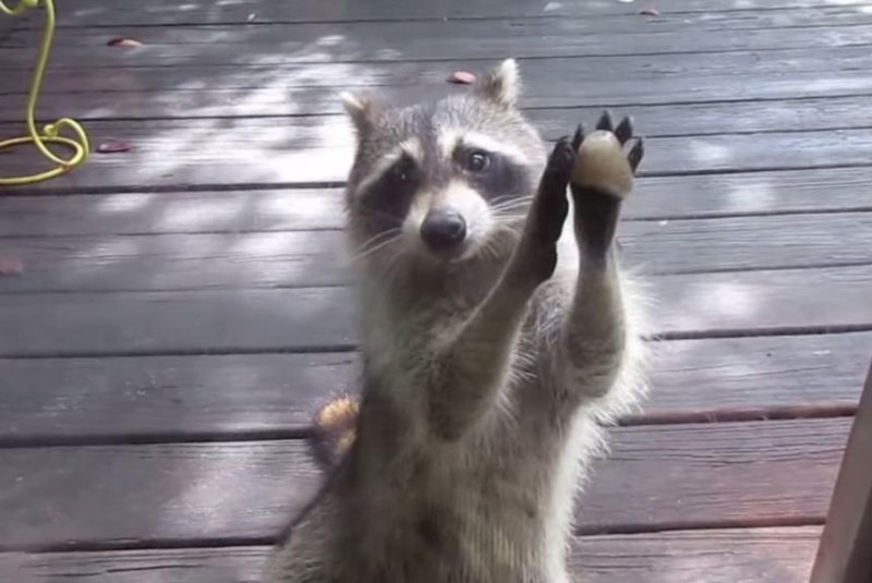 A hungry raccoon uses a rock to knock on a glass door after emptying a cat food bowl. ZOOSIELOVESCONCERTS/YouTube video screenshot