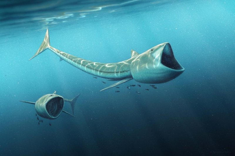 Scientists find fossils of two new giant-mouthed fish species