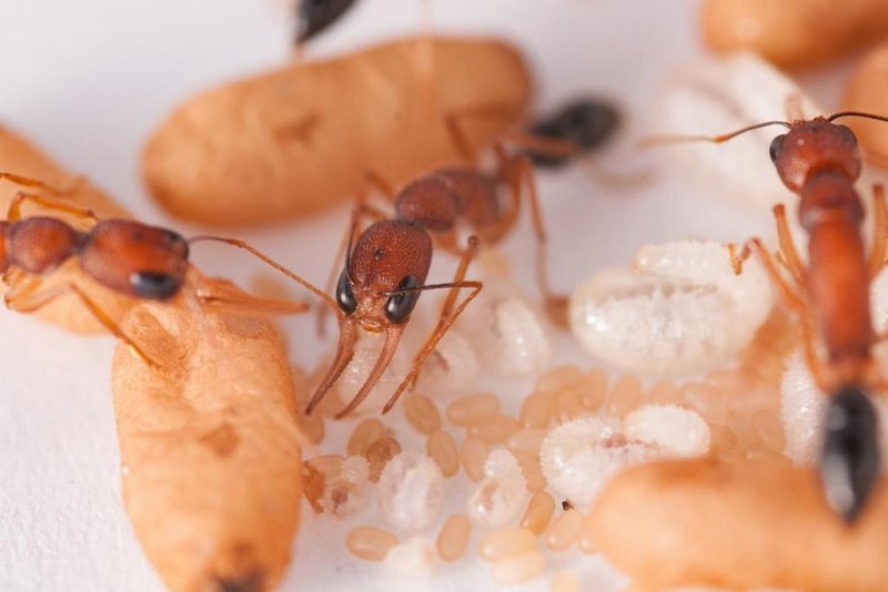Scientists uncover substance telling ants which will become queens