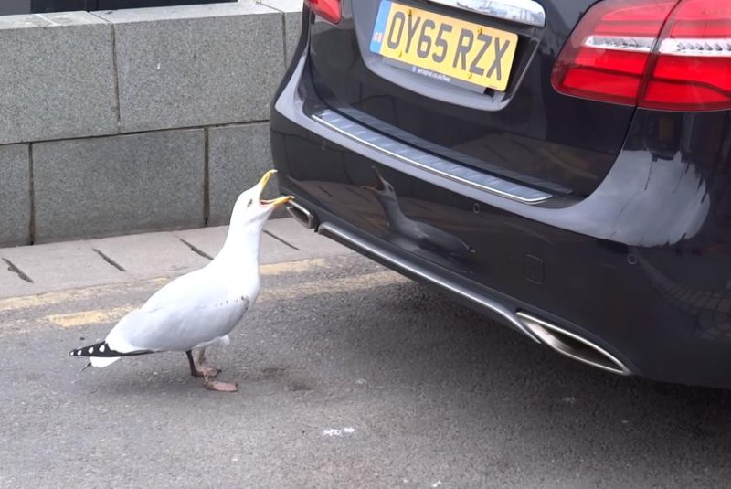 Seagull engages in epic brawl with its own reflection