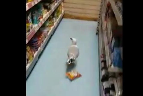 Shopkeeper confronts chip-snatching sea gull inside store
