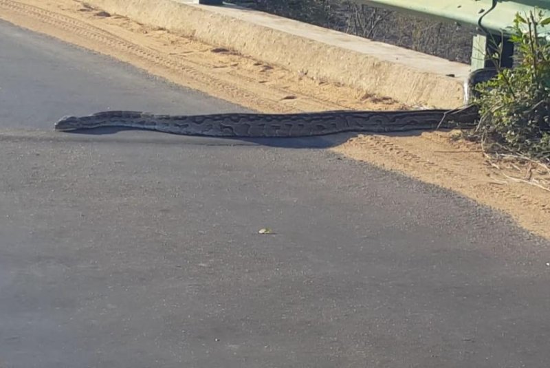 Massive python slithers into road, vanishes down pothole