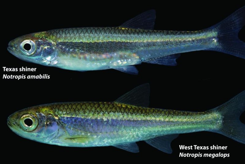 For more than a century, scientists thought the West Texas shiner was just another Texas shiner. Photo by Texas A&M