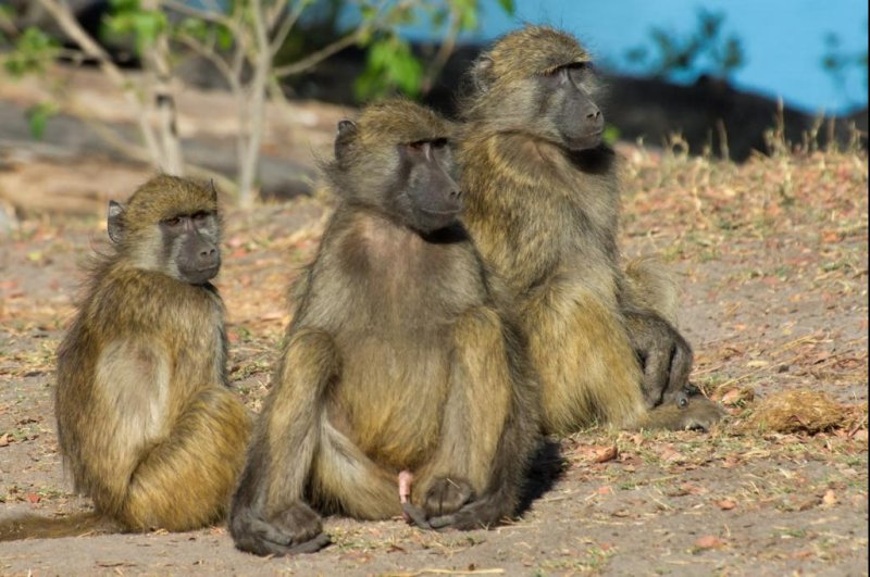 Bigger brains help primates cope with conflict