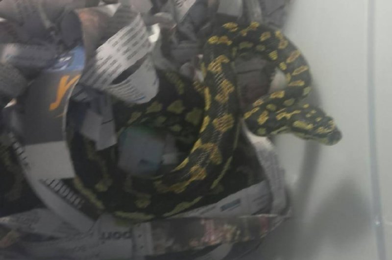 A 3-foot jungle python named Bread was seized from a train passenger in Australia who was found to be carrying the serpent in his backpack. Photo by NSW Police/Facebook