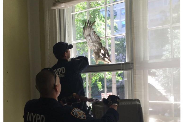 Red-tailed hawk flies into New York apartment window