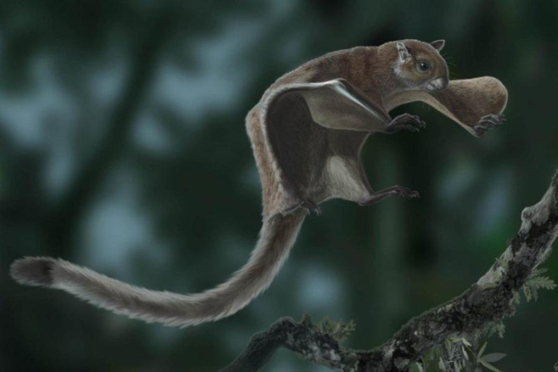 Oldest flying squirrel fossil reshapes evolutionary tree