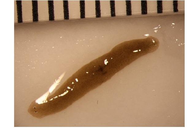 One of the amputated flatworms sent to the space station came home with two heads. Photo by Junji Morokuma/Allen Discovery Center/Tufts University