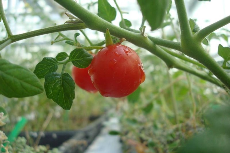 Researchers at Wageningen University were recently able to harvest tomatoes, peas and other crops from soil simulating the soil of Mars. Photo by Wageningen University/Facebook