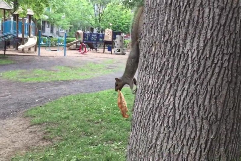 A squirrel in Canada hauls a pita bread sandwich up a tree. Screenshot: Newsflare