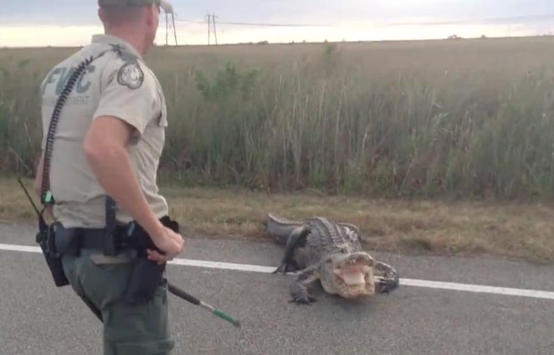 Florida Fish and Wildlife Commission officers helped guide a 10-foot gator off a Florida highway. The "bad-tempered" gator can be seen snapping and hissing at officers in video captured by Jim Leljedal. <a class="tpstyle" href="https://www.facebook.com/jim.leljedal/posts/10153509918696325">Screen capture Jim Leljedal/Facebook</a>