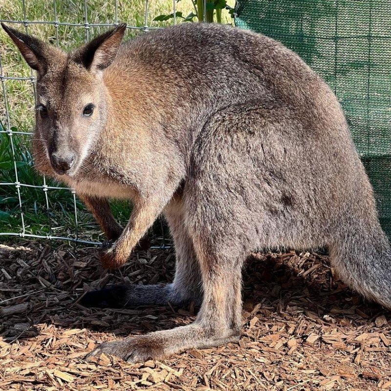 The Memphis Zoo is searching for a wallaby that escaped Wednesday amid flash flooding caused by severe thunderstorms. <a href="https://www.facebook.com/memphiszoo/posts/10159628273903815">Photo courtesy of the Memphis Zoo/Facebook</a>