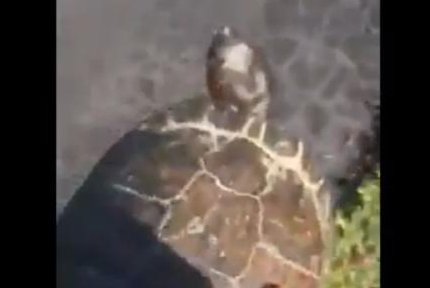 A Florida man takes a "turtle youth" from "the streets" to some nearby water. Screenshot: Storyful