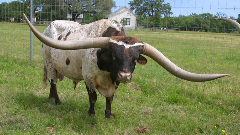 Cowboy Tuff Chex, a bull belonging to Texas ranchers&nbsp;Richard and Jeanne Filip, was declared by Guinness World Records to have the longest horn spread on a living bull. Photo courtesy of Guinness World Records