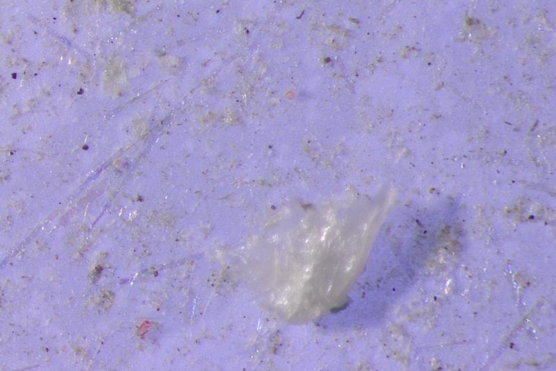A piece of polyethylene collected at the Porcupine Abyssal Plain sustained ocean observatory. Photo by National Oceanography Centre