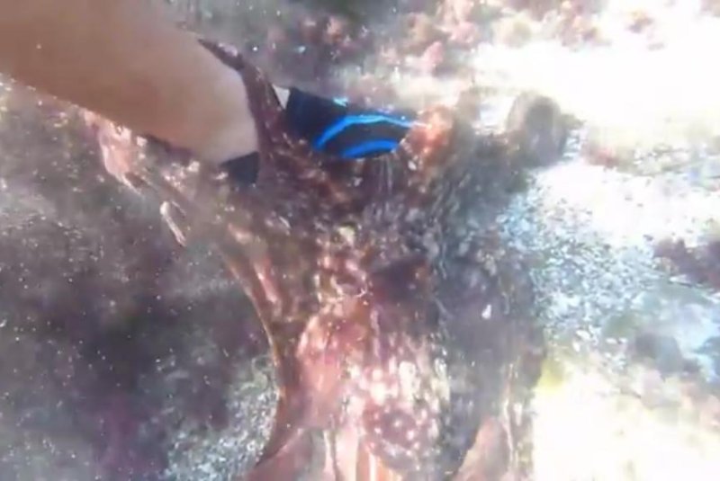 An octopus latches onto a man's foot in South Africa. Screenshot: Newsflare