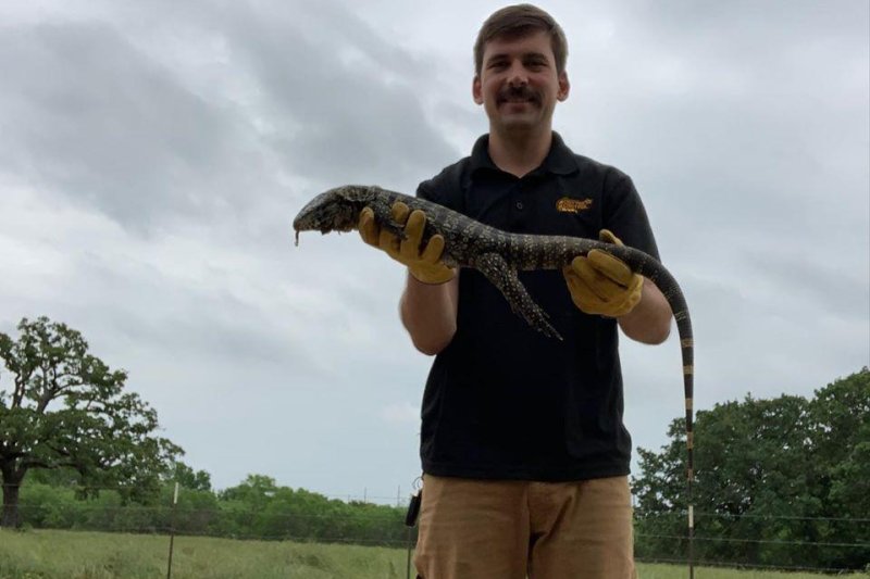 A reported "alligator" in a Texas neighborhood turned out to be a large tegu monitor lizard. Photo courtesy of Critter Control of College Station/Facebook