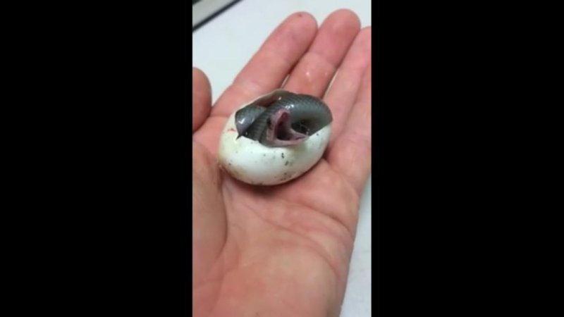 A king brown snake takes its first breath. The Australian Reptile Park/Facebook video screenshot