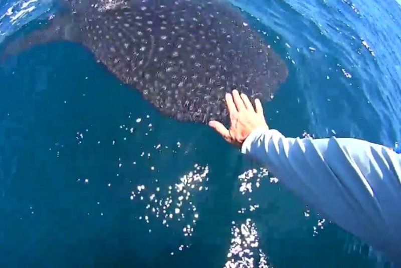 Fisherman reaches out to touch 16-foot whale shark's head