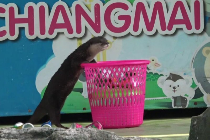 An otter at a Thailand zoo cleans up after some messy pigs. Screenshot: Newsflare