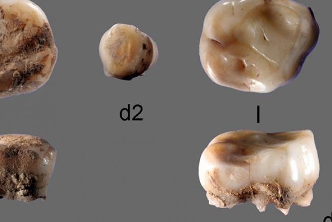 Milk teeth reveal previously unknown Ice Age people from Siberia