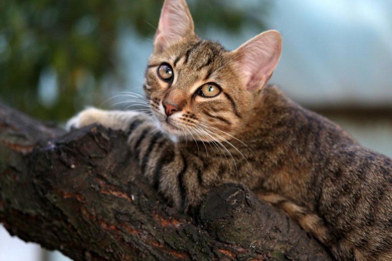 Beverly McIntosh's cat, Sparkles, was stuck up a 60-foot tree in her Jonesboro, Ark., neighborhood for 18 days before being rescued by a tree trimmer. <a href="https://pixabay.com/photos/cat-small-cute-tree-climbing-3806277/">Photo by&nbsp;AdinaVoicu/Pixabay.com</a>