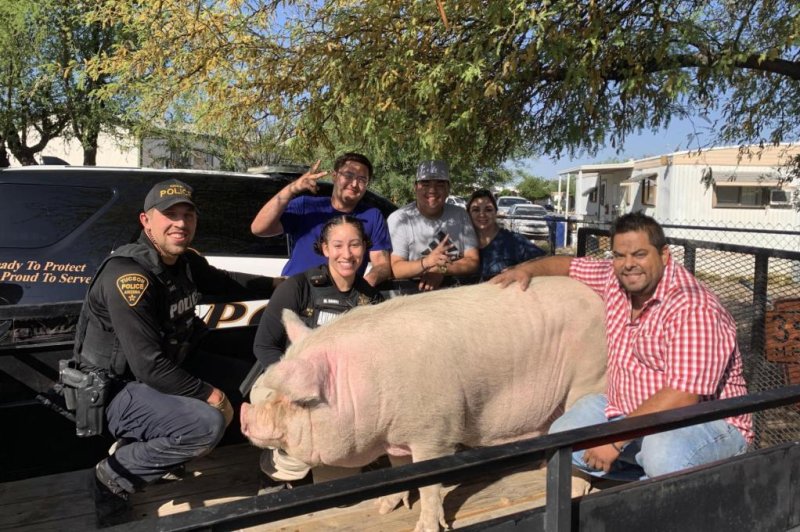 A 400-pound pig named Rosalia was seen trying to cross a street in Tucson, Ariz. Construction workers used a tractor to wrangle the animal until authorities arrived on the scene. Photo courtesy of Pima Animal Care Center/Facebook