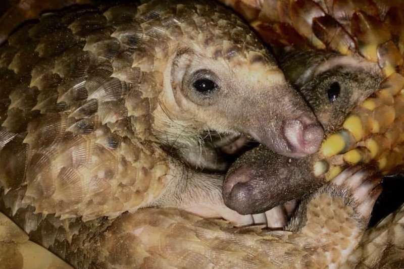 White-bellied tree pangolins are being hunted illegally in large numbers in West Africa. Photo courtesy of Justin Miller/Pangolin Conservation
