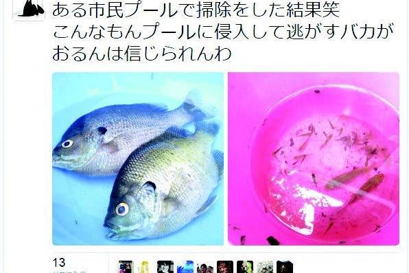 Twitter photos were used to confirm the first violation of a prohibition against the release alien fish. Photo by ZooKeys