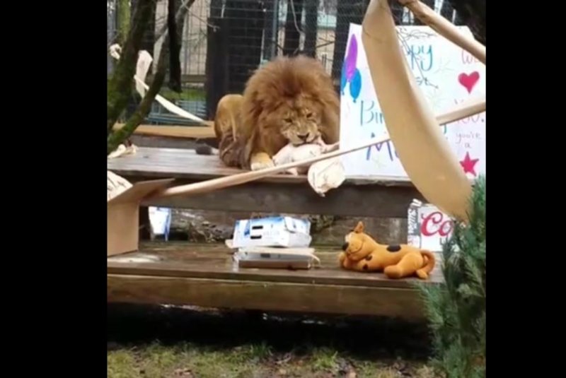 Mufasa the lion enjoys his birthday treats. Screenshot: Black Pine Animal Sanctuary/Facebook