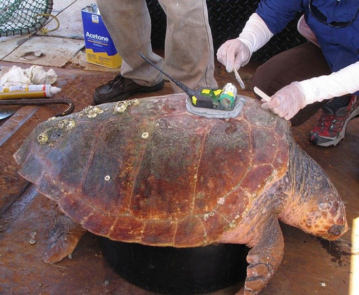 Turtle being fitted with satellite tracking tag. Credit: NOAA