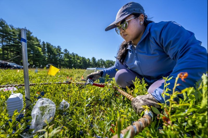 University of Maine graduate student Rafa Tasnim collects data at the University of Maine's Blueberry Hill Farm in Jonesboro. Photo courtesy of the University of Maine