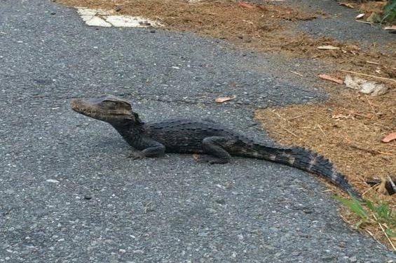 'Alligator' captured in Massachusetts likely a dwarf caiman