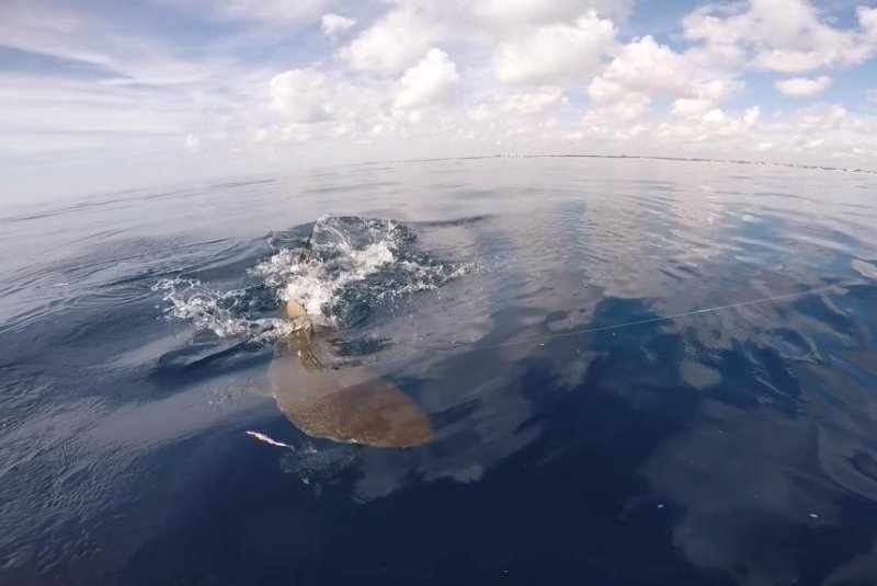 Bull shark steals kayak fisherman's catch in Florida