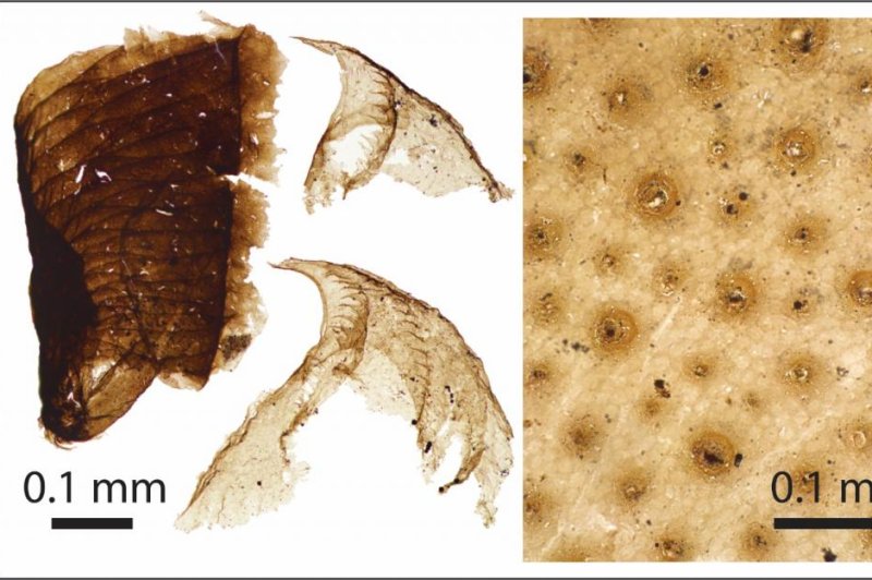Half-billion-year-old microscopic animal fossils found in Greenland -  