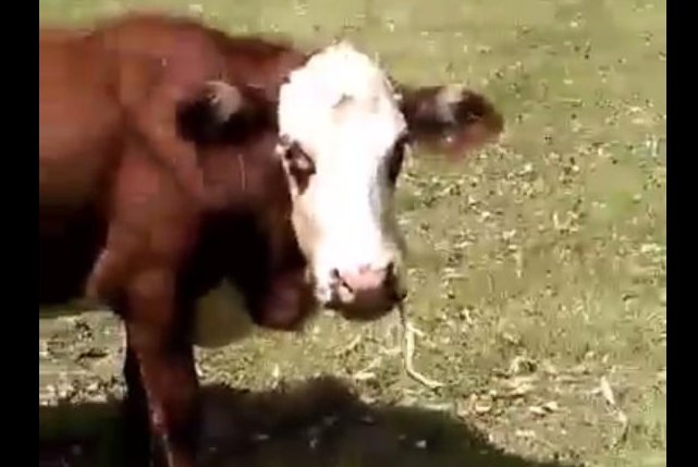 Cow caught eating snake on Australian farm