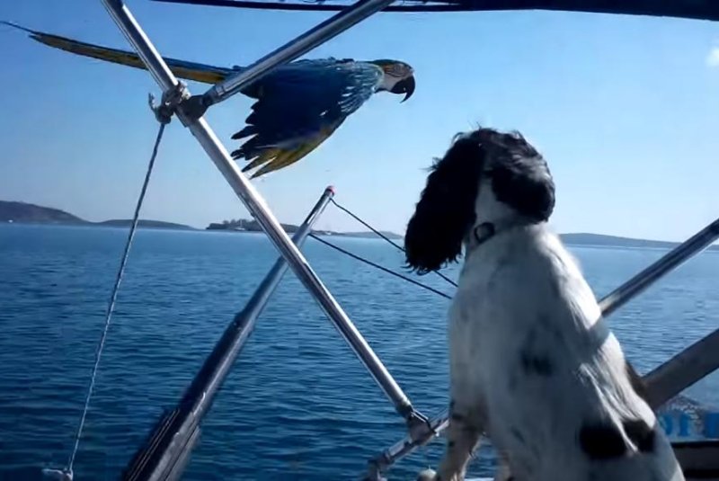 Vito the macaw keeps pace with a water skiing boat in Greece. Screenshot: JukinMedia