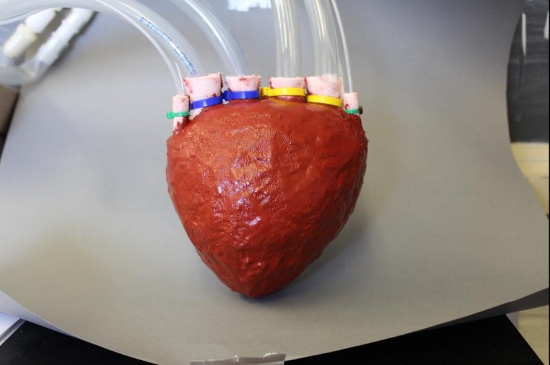 An artificial, 3D-printed foam heart using a type of porous foam developed by researchers, which they said could be used for a range of prosthetic devices. Photo by Cornell University