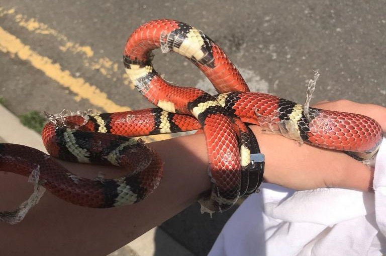 A 2-foot milk snake was found in a drain at a garage workshop in Kingston Upon Thames, England. Photo courtesy of the RSPCA