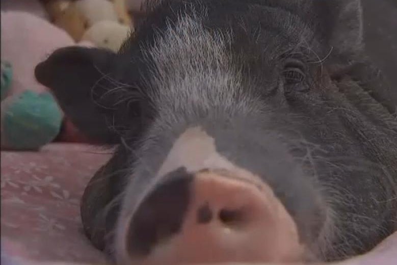 Maggie, the 3-year-old Vietnamese pot-bellied pig, lives with the Gil family in Chandler, Ariz., a suburb of Phoenix. A judge ruled that the family can keep Maggie as a pet because the pig provides aid to their son Julian, who has been diagnosed with Asperger's syndrome. Photo By Tuscon News Now