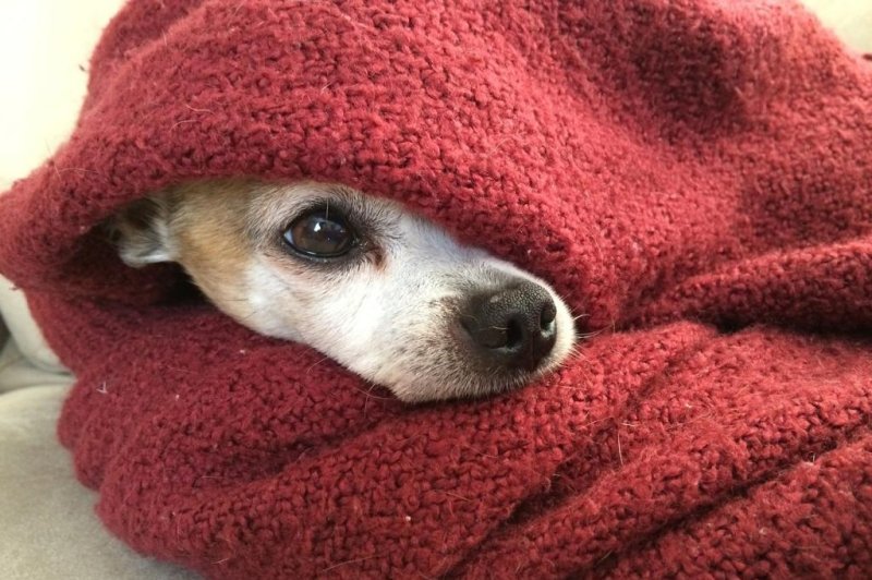 Chihuahua reunited with owner 10 years after being stolen in London