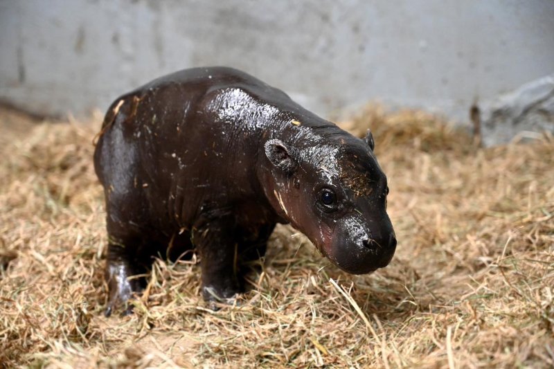The Metro Richmond Zoo in Virginia is seeking help from the public to name a female pygmy hippo born earlier this month at the facility. Photo courtesy of the Metro Richmond Zoo